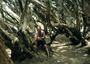 australia - margaret river - memory trees.jpg